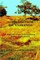 WORDSEEDS FROM THE WILDERNESS - Calling God's People To Reconciliation, Healing, And Restoration