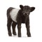 SCHLEICH FARM WORLD Galovejas šķirnes teliņš