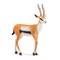 SCHLEICH WILD LIFE Tomsona gazele