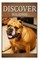 Bulldogs - Discover