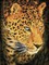Deimantinė mozaika LEOPARD PORTRAIT 40X30