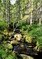 Viinamäki, C: Brook A simple book on stream fishing