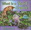 What Is a Food Chain?