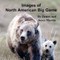 Images of North American Big Game