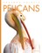 Pelicans