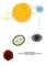 Erstwhile Orbits and Newformed Spheres