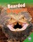 Bearded Dragons