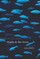 Sharks in the Rivers