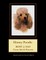 Honey Poodle