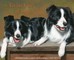 For the Love of Dogs