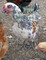 The Beautiful World of Chickens