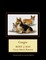 Corgis