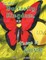 In The Butterfly Kingdom There Is Love