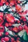 Cherry Pits to Blossoms