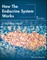 How the Endocrine System Works