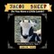 Jacob Sheep