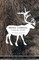 Being Caribou