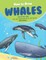 How to Draw Whales Step-by-Step Guide
