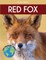 Red Fox
