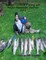 Salmon Chinook Fishing 2016