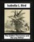 The Golden Chersonese and the Way Thither, by Isabella L. Bird