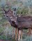 Adult Mule Deer Leftie Journal