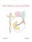 The Foetal Circulation