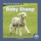 Baby Sheep