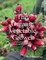 Organic Vegetable Grower