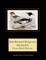 Red-Breasted Merganser