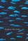 Sharks in the Rivers