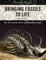 Bringing Fossils to Life