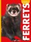 Curious about Ferrets