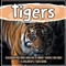 Tigers