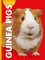Curious about Guinea Pigs