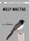Willy Wagtail