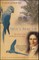 Spix's Macaw
