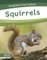 Squirrels