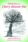 Memories of a Cherry Blossom Tree