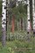 The Wind in the Trees