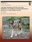 Vital Signs Monitoring of Wolf (Canis lupus) Distribution and Abundance in Denali National Park and Preserve, Central Alaska Network