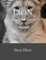 Lion Coloring Book For Adults