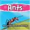 Ants