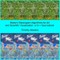 Modern Stereogram Algorithms for Art and Scientific Visualization