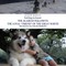 Getting to know THE ALASKAN MALAMUTE THE LOYAL ÃFRIENDÃ OF THE GREAT NORTH
