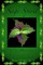 Sage Spirit - Salvia Divinorum and the Entheogenic Experience