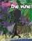 Fruit of the Vine