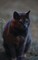 Kid's Petite Barn Cat Journal