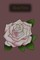 RoseNote