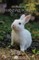 Animals of Ferndale Forest